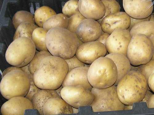 Картофель тимо: описание и характеристика, отзывы