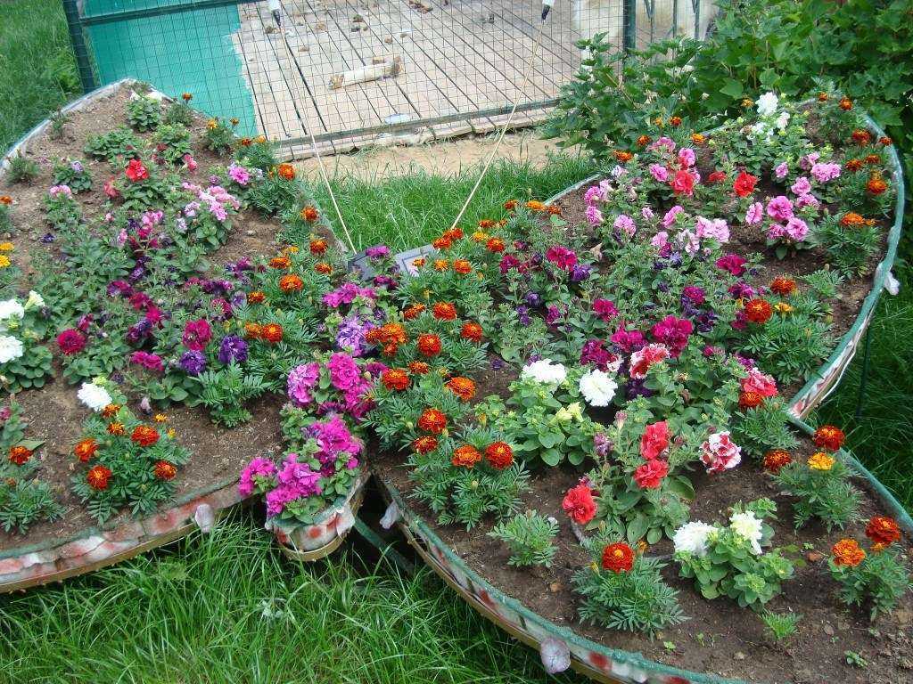 Как посадить цветы на клумбе на даче фото красиво