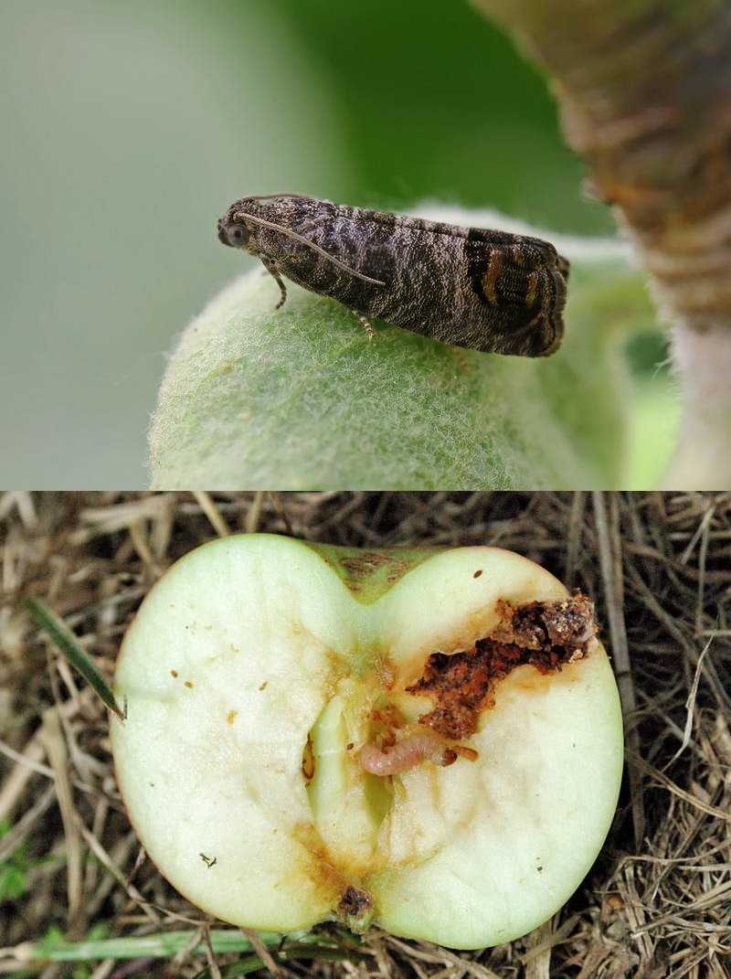 Яблонная горностаевая моль (лат. hyponomeuta malinellus)