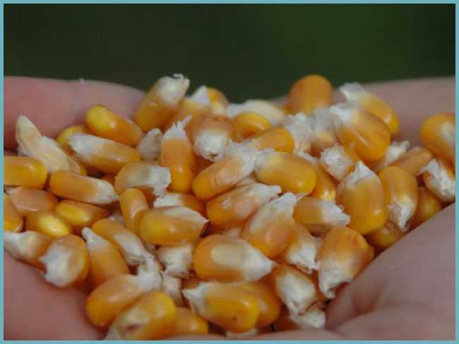 Семена кукурузы какую температуру. Прорастание семян кукурузы семена кукурузы. Пророщенная кукуруза. Пророщенные семена кукурузы. Семена кукурузы для проращивания.