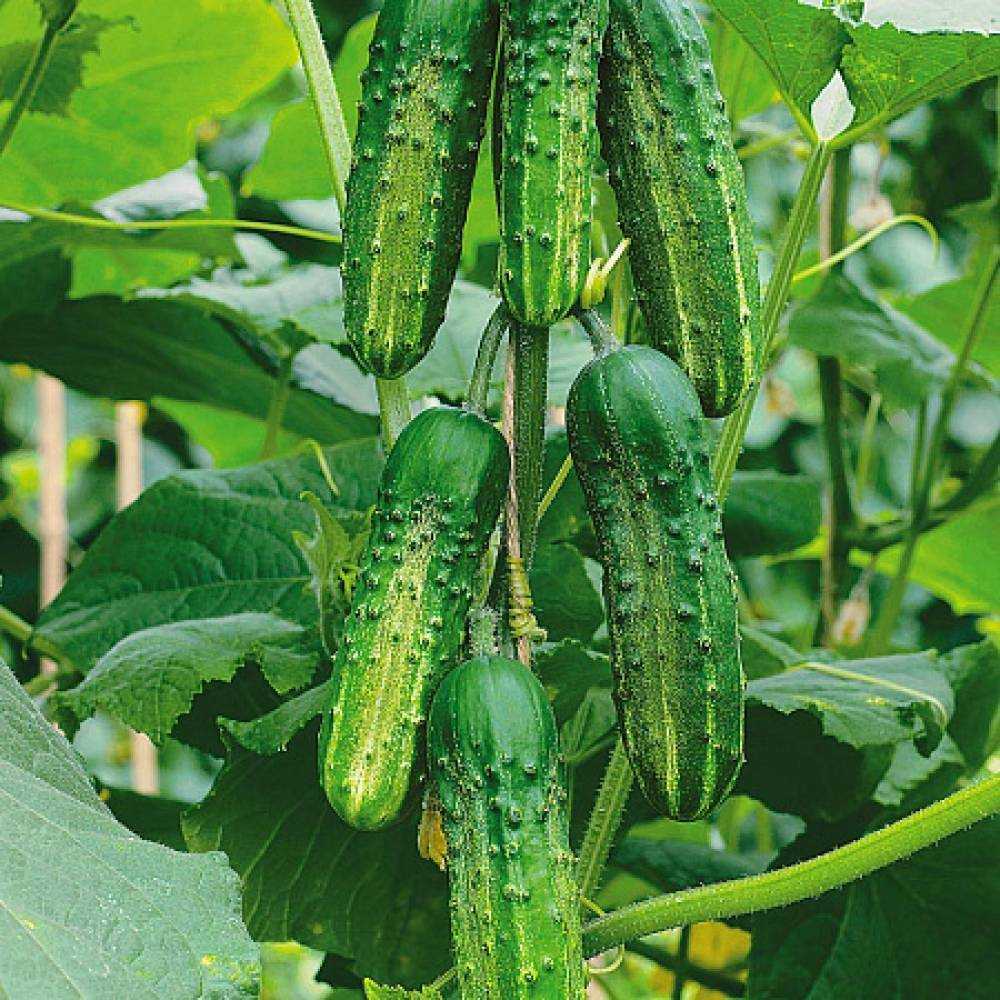 Огурец гектор f1: описание сорта и особенности выращивания
