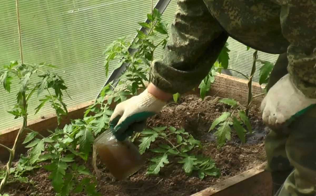 Полив рассады томатов: как часто орошать водой семена после посева, а также увлажнение помидоров в домашних, тепличных условиях и в грунте