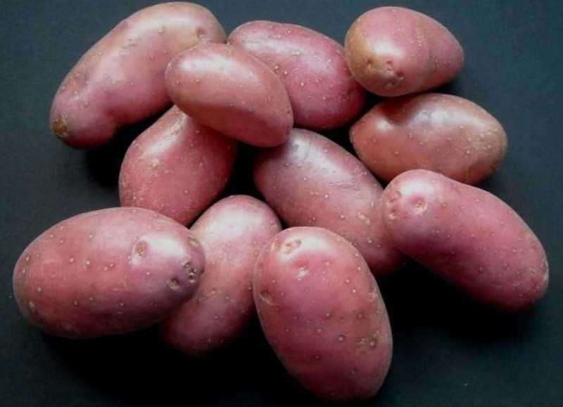 Описание и фото сорта картофеля беллароза. чем он хорош и стоит ли его сажать?