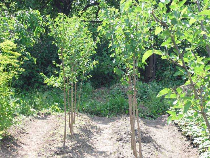 Выращивание шелковицы: способы выращивания, уход за культурой и распространённые сорта