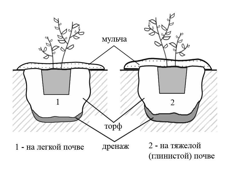 Топинамбур, выращивание на даче