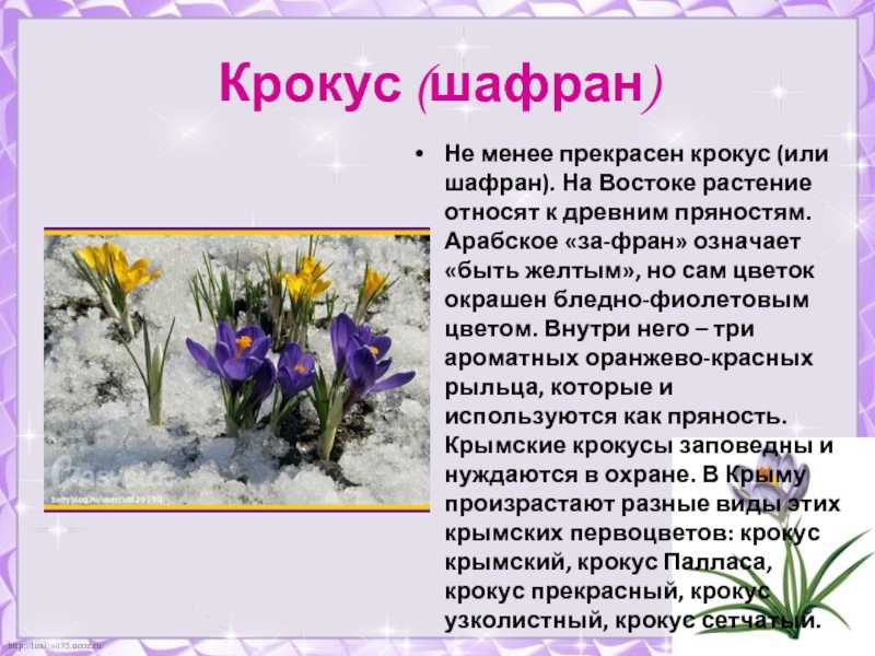 Предсказания о крокусе. Шафран Крокус дикий. Шафран многолетнее растение. Крокус Шафран Крымский. Крокус Шафран цветок.