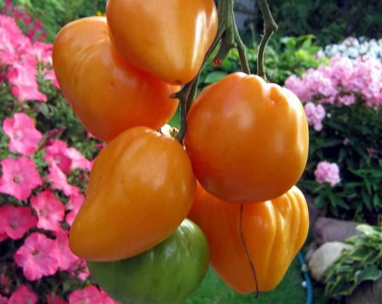 Сорт помидор с превосходным вкусом — томат «медовый»