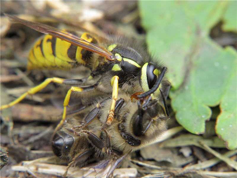 Матка осы – особенности поведения и жизненный цикл основательницы колонии