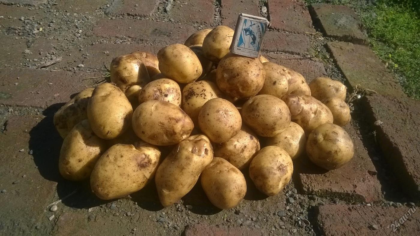Сорт картошки Адретта