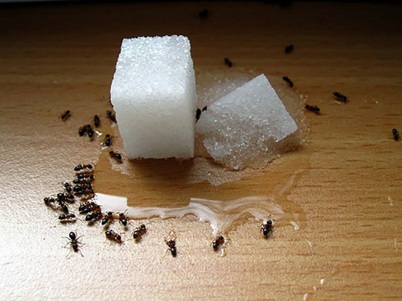 Правила использования борной кислоты от муравьев