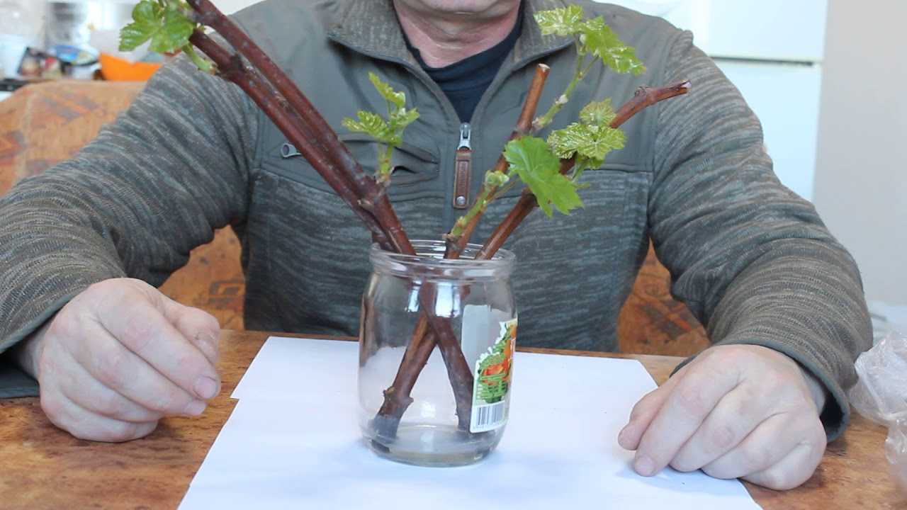 Как выращивать виноград из черенков