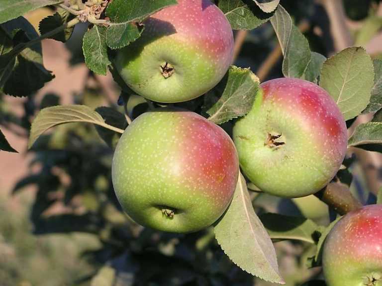 Описание сорта яблок пепин шафранный