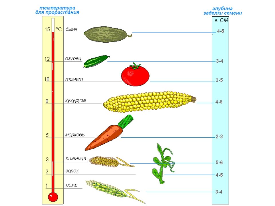 Семена кукурузы какую температуру