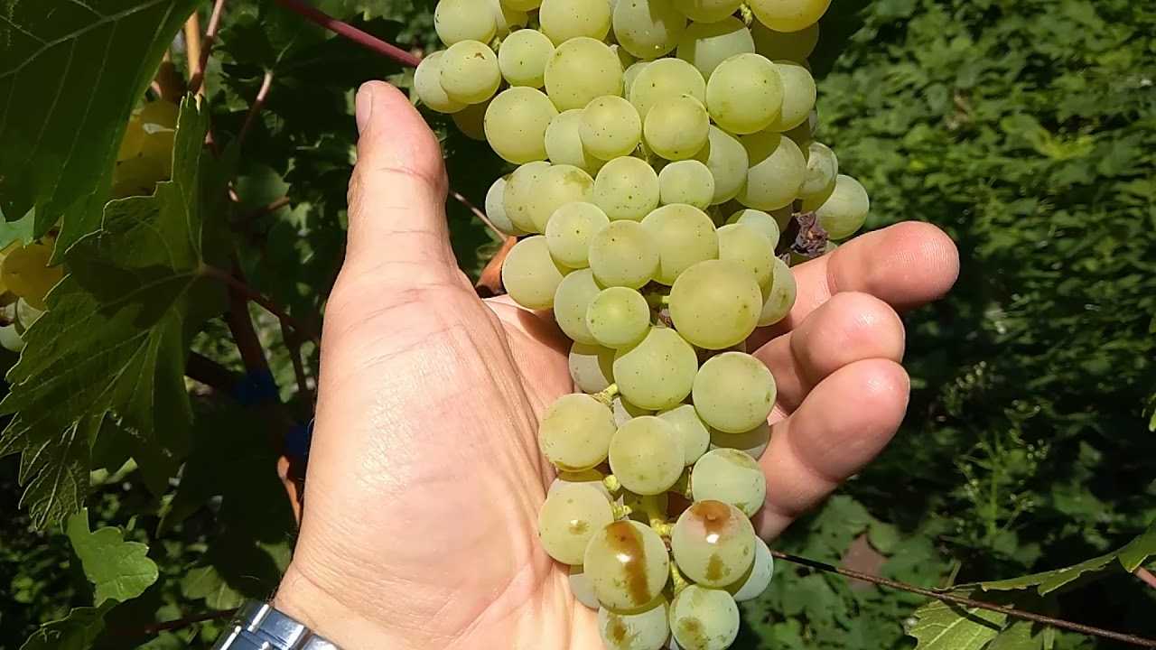 Описание винограда московский белый