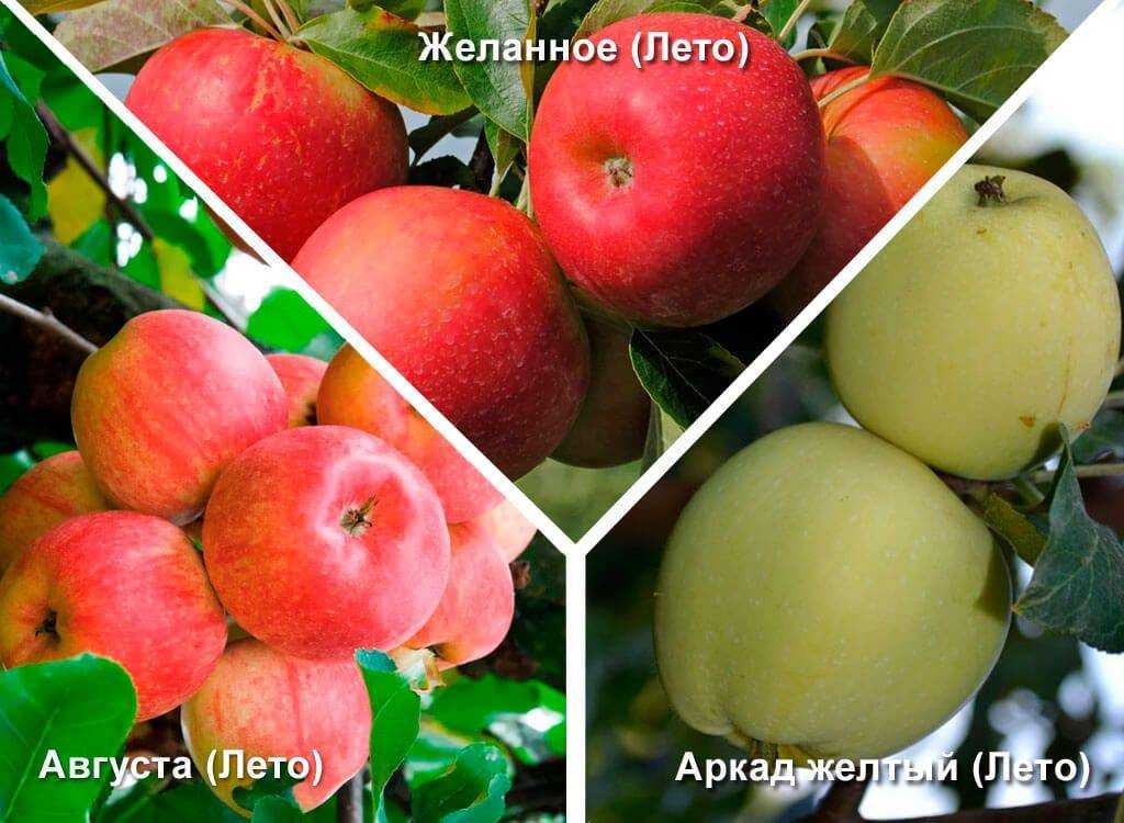 О яблоне Антей, описание, характеристики сорта, агротехника выращивания