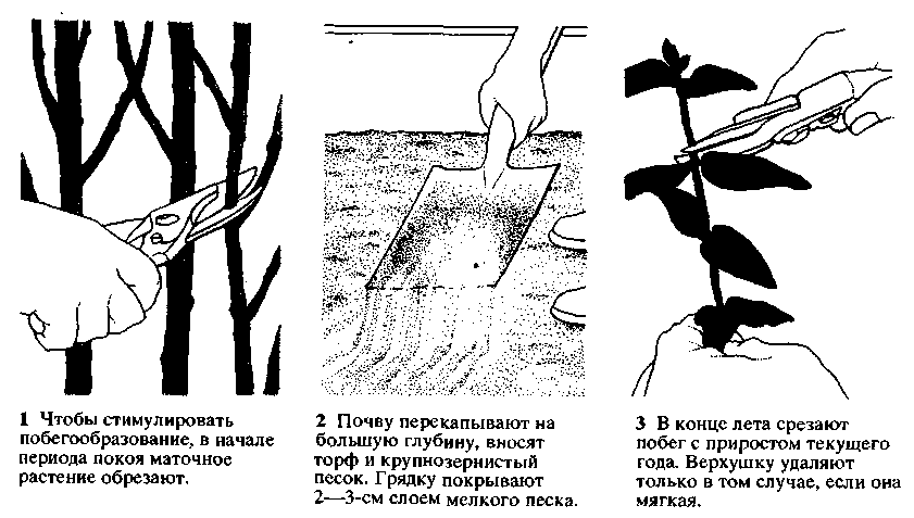 Размножение сливовых деревьев корневищами, укоренение весной и летом