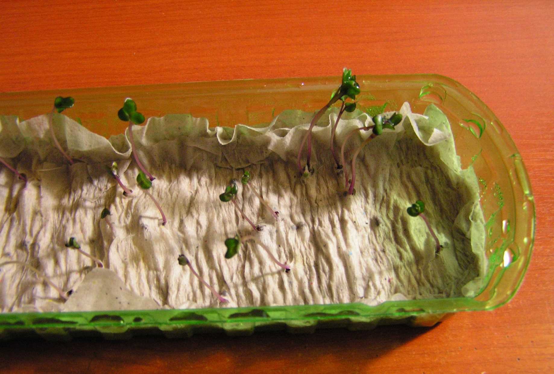 проросшие семена кабачков фото