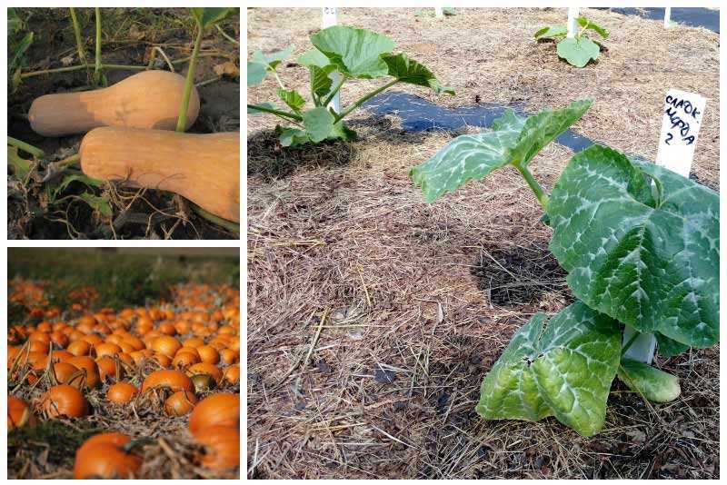Выращивание рассады тыквы: посадка семян, уход, пикировка