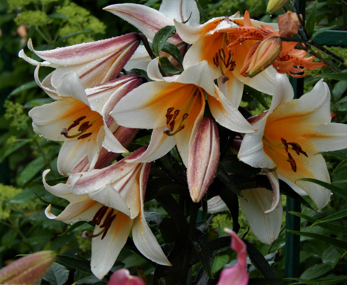 Лилия «марлен» (24 фото): описание сорта лилии азиатской. посадка и уход за цветком в открытом грунте. размножение гибрида. отзывы