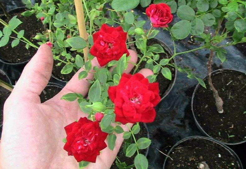 Почему розы вянут в горшке и в саду? что делать и как спасти растение?