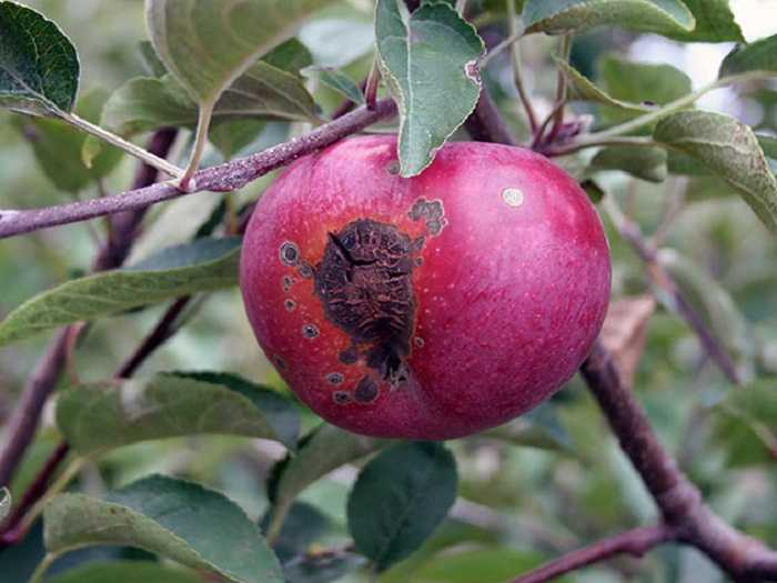 Парша на яблоне — проверенные методы борьбы