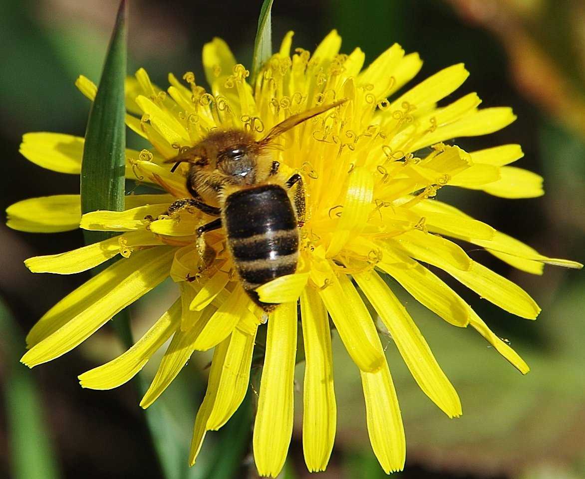Медоносные растения и травы для пчел: названия, продуктивность, характеристики меда