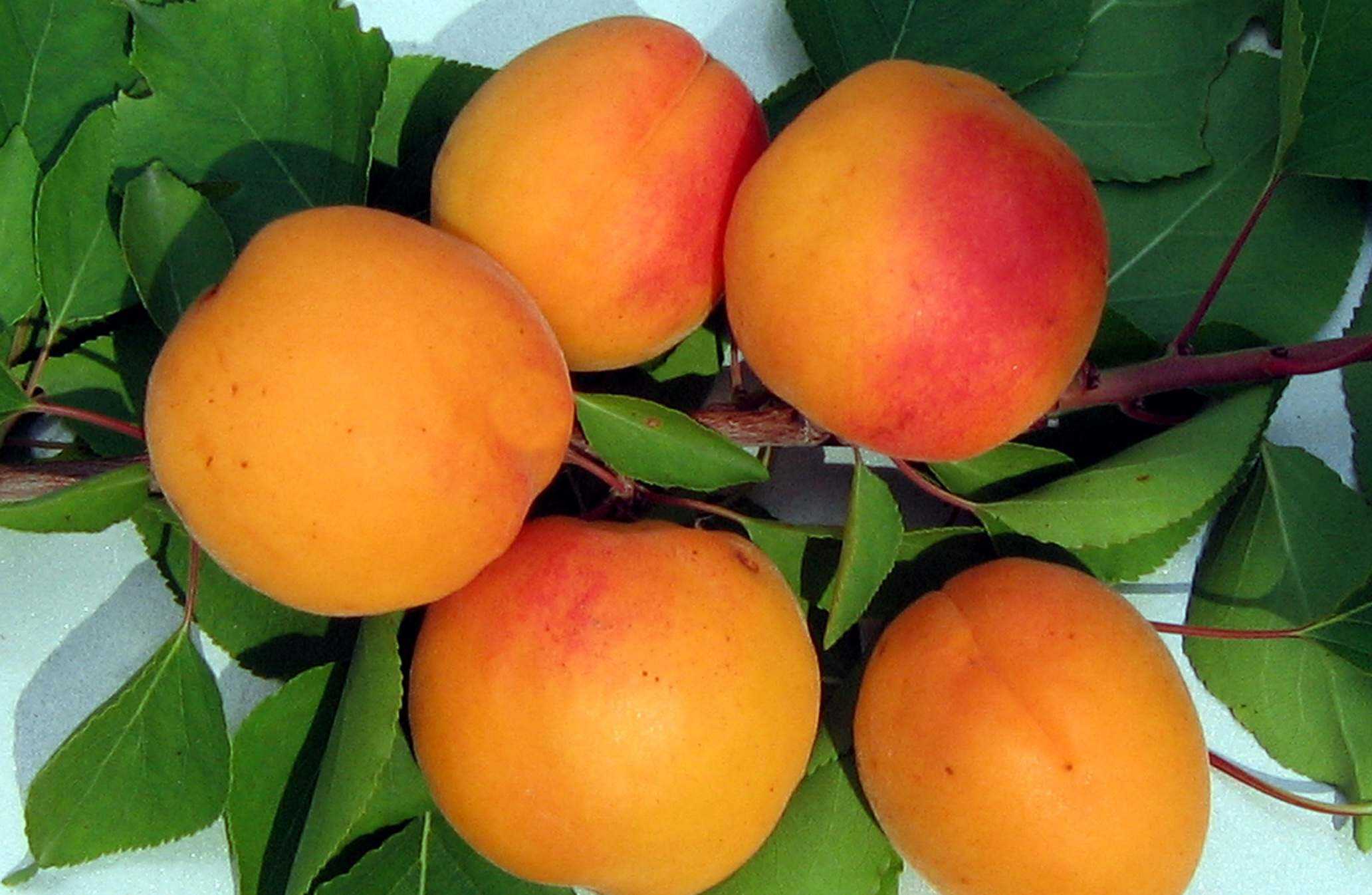 Особенности сорта абрикоса снегирёк