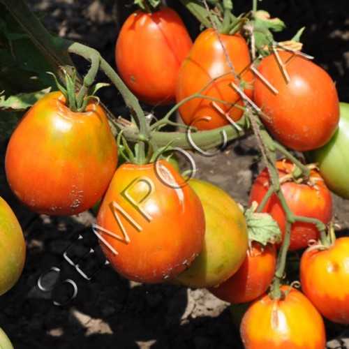 О томате Гусиное яйцо: описание сорта, характеристики помидоров, посев