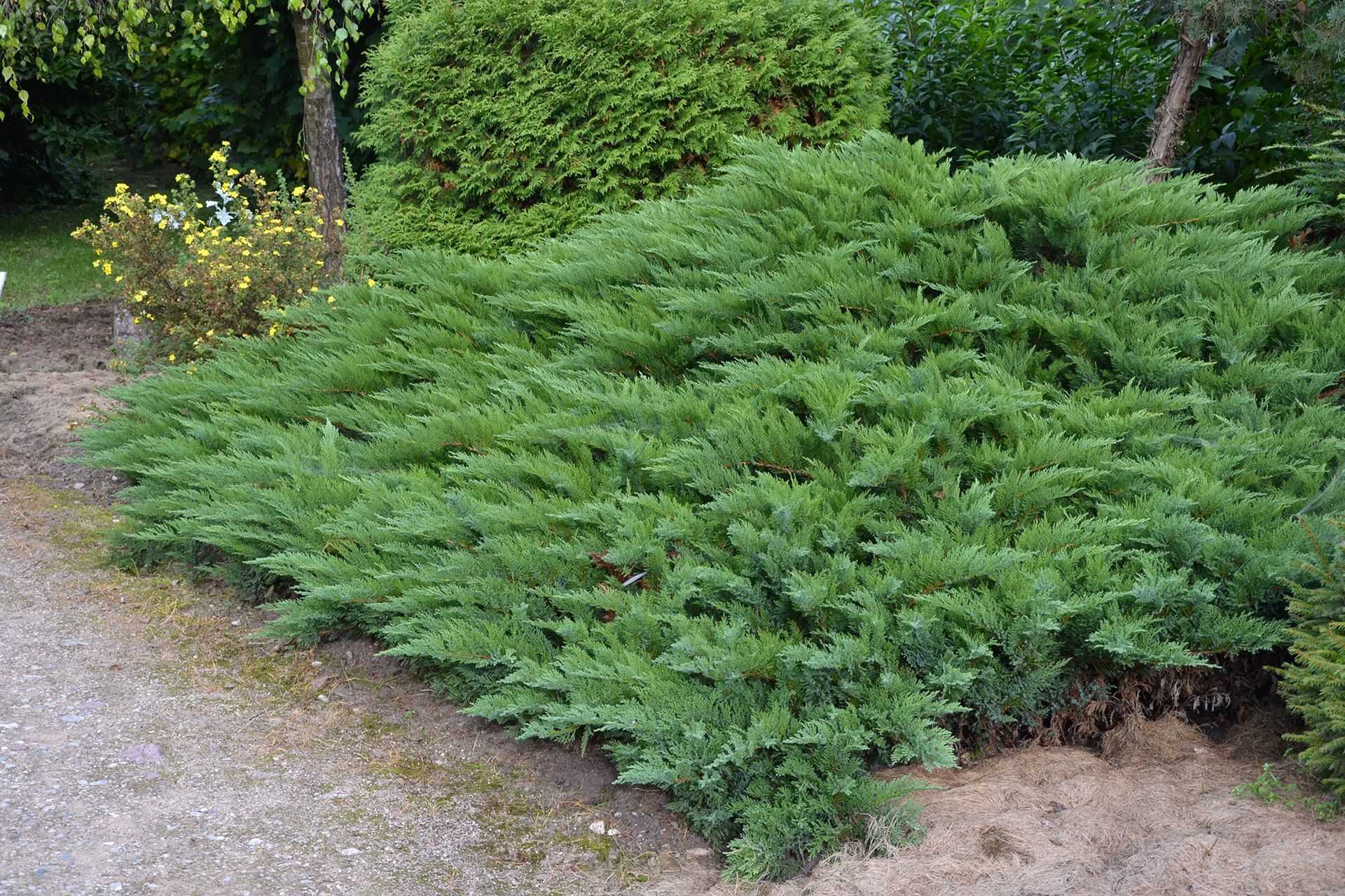 Можжевельник казацкий глаука (juniperus sabina glauca)