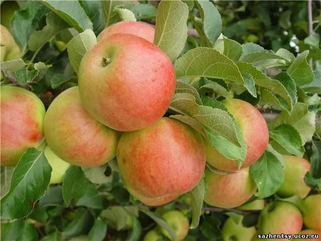 Сорт яблони подарок графскому – описание, фото
