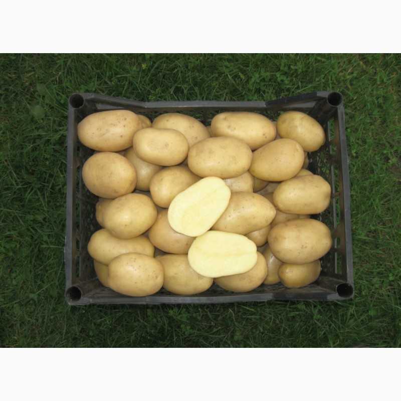 Описание сорта картофеля аризона