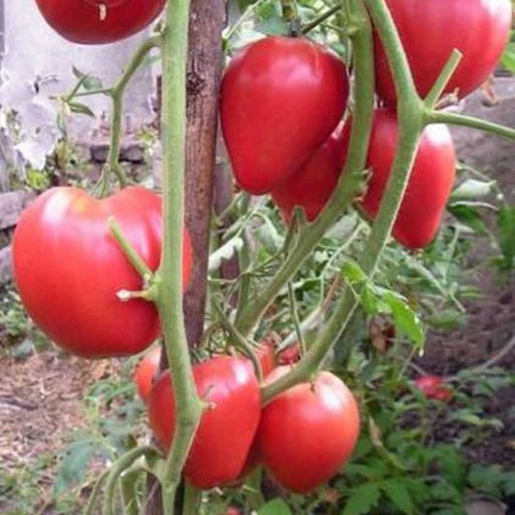 Урожайность томата кардинал