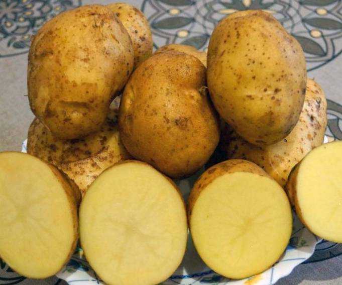 Картофель сильвана: описание и характеристика, агротехника посадки и ухода