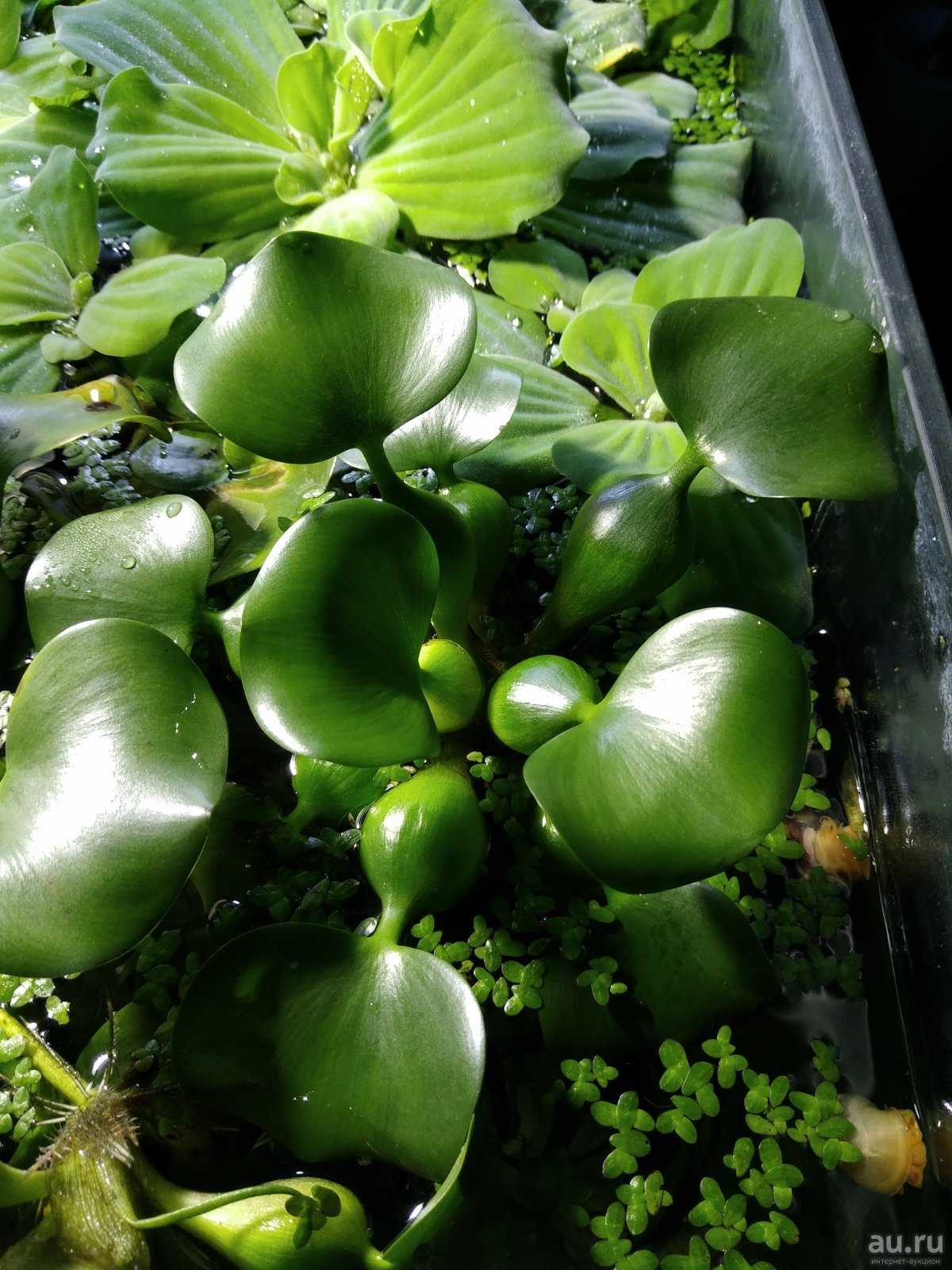 Растение эйхорния Водный гиацинт