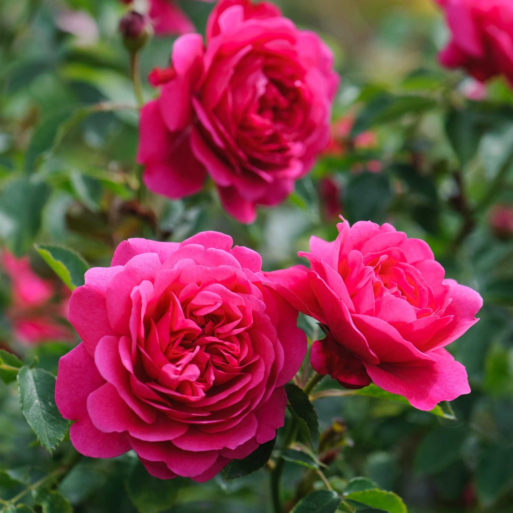 Почвопокровные розы (55 фото): что это такое? особенности ухода и выращивания, использование цветущих все лето роз в ландшафтном дизайне. как укрыть растения на зиму?