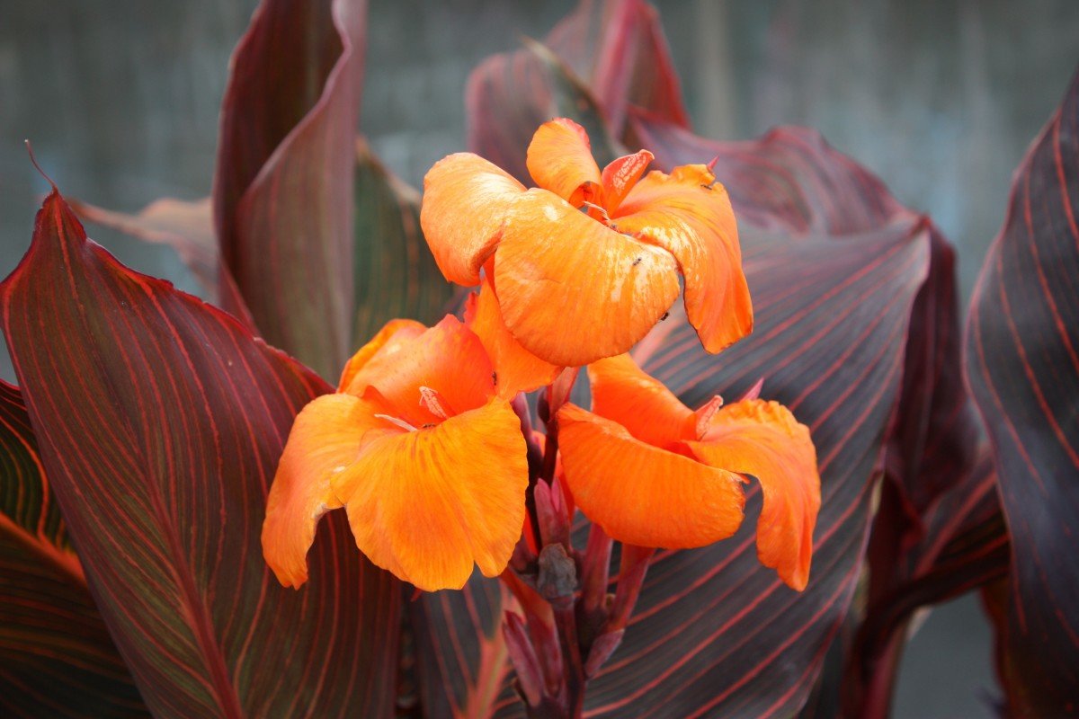 Цветок канна: посадка в открытый грунт и уход за растением