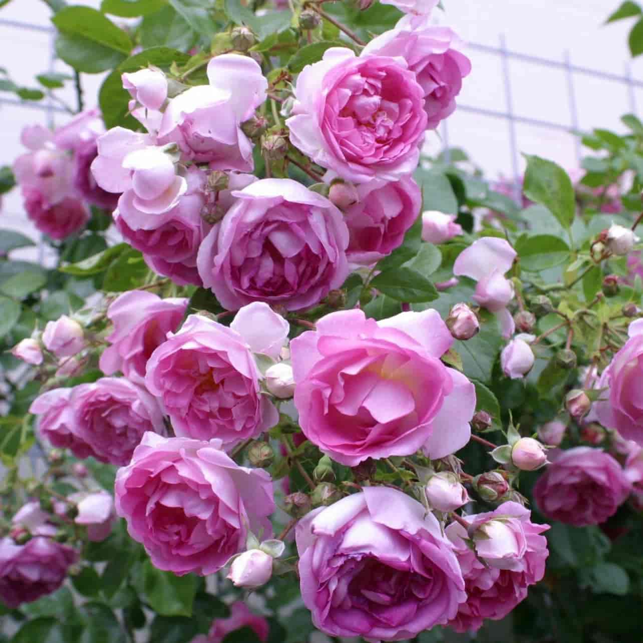 Описание разновидностей немецкой розы кордес: лучшие зимостойкие сорта