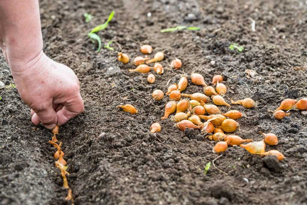 На 3 грядки посадили 27 луковиц. Как правильно сажать лук се. Посев чернушки на севок весной.