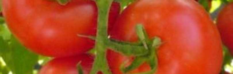 О томате Детская радость: описание сорта, характеристики помидоров, посев