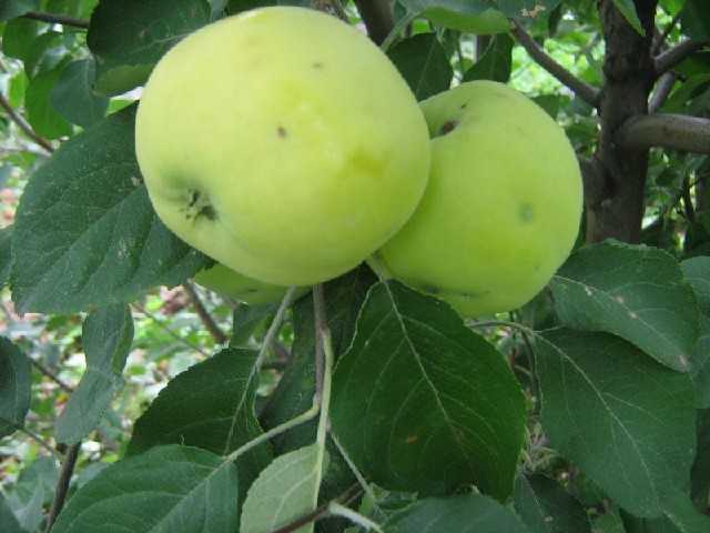 Особенности посадки и ухода за яблоней сорта апорт