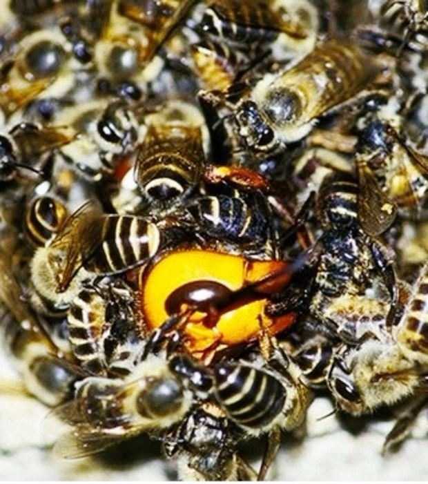 Воровоство в пчеловодстве и методы его протвращения