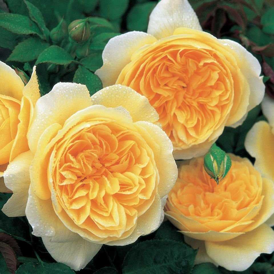 Роза флорибунда помпонелла – для райского уголка
