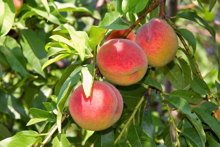 Нектарин - это гибрид персика и чего: как можно получить фрукт, какие ягоды надо скрестить