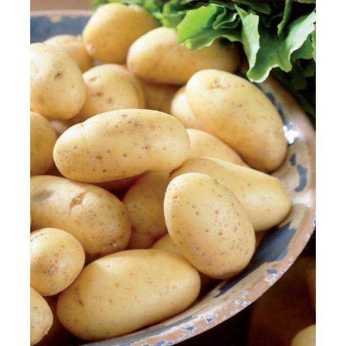 Картофель "метеор": подробное описание сорта, характеристика картошки, ее особенности и фото
