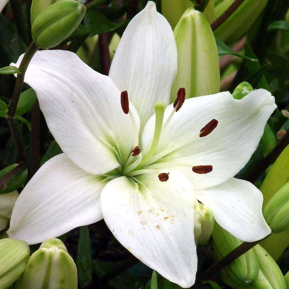 Лилии - выращивание и уход весной в открытом грунте