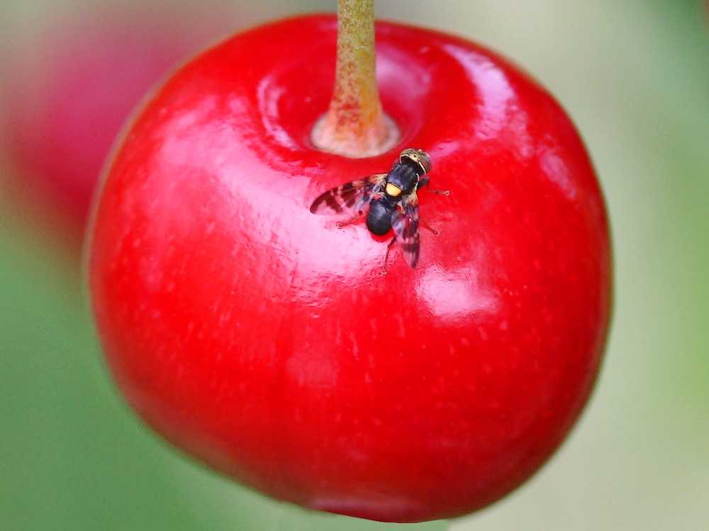 Что делать, если в саду завелась вишневая муха? самые эффективные методы борьбы