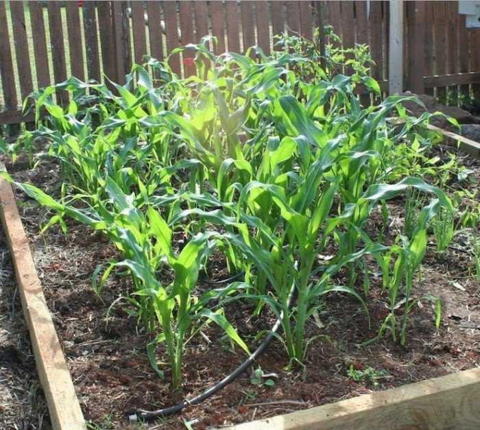 Как посадить кукурузу в огороде в открытый. Кукуруза на грядке. Кукуруза на даче. Кукуруза растет на грядке. Посадка кукурузы на даче.