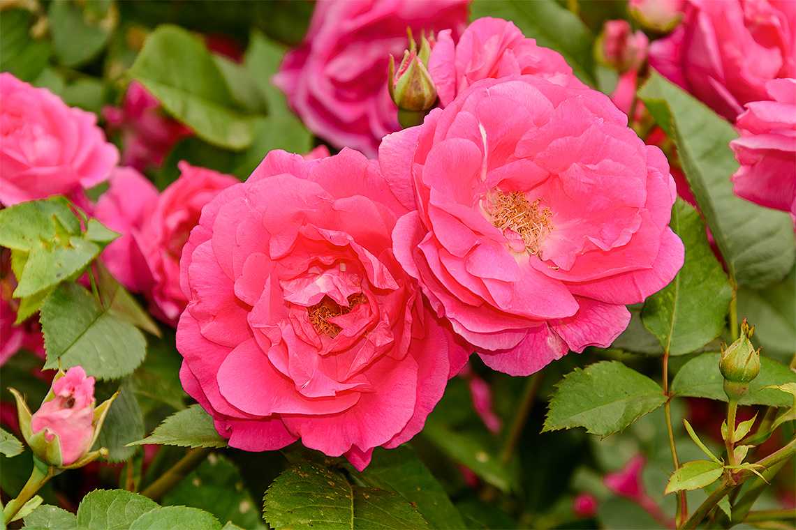 Парковые розы: фото сортов с названиями, посадка, уход и выращивание