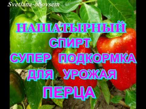 Подкормка рассады томатов и перца нашатырным спиртом: плюсы и минусы удобрения для выращивания помидор и других овощей в огороде