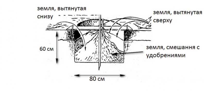 Схема посадочной ямы для яблони